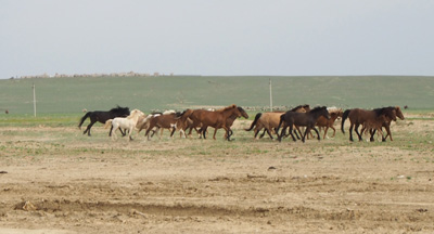 Aral Sea, Kazakhstan 2015